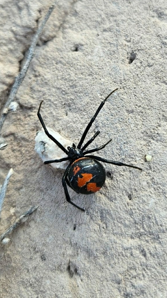 Latrodectus mirabilis