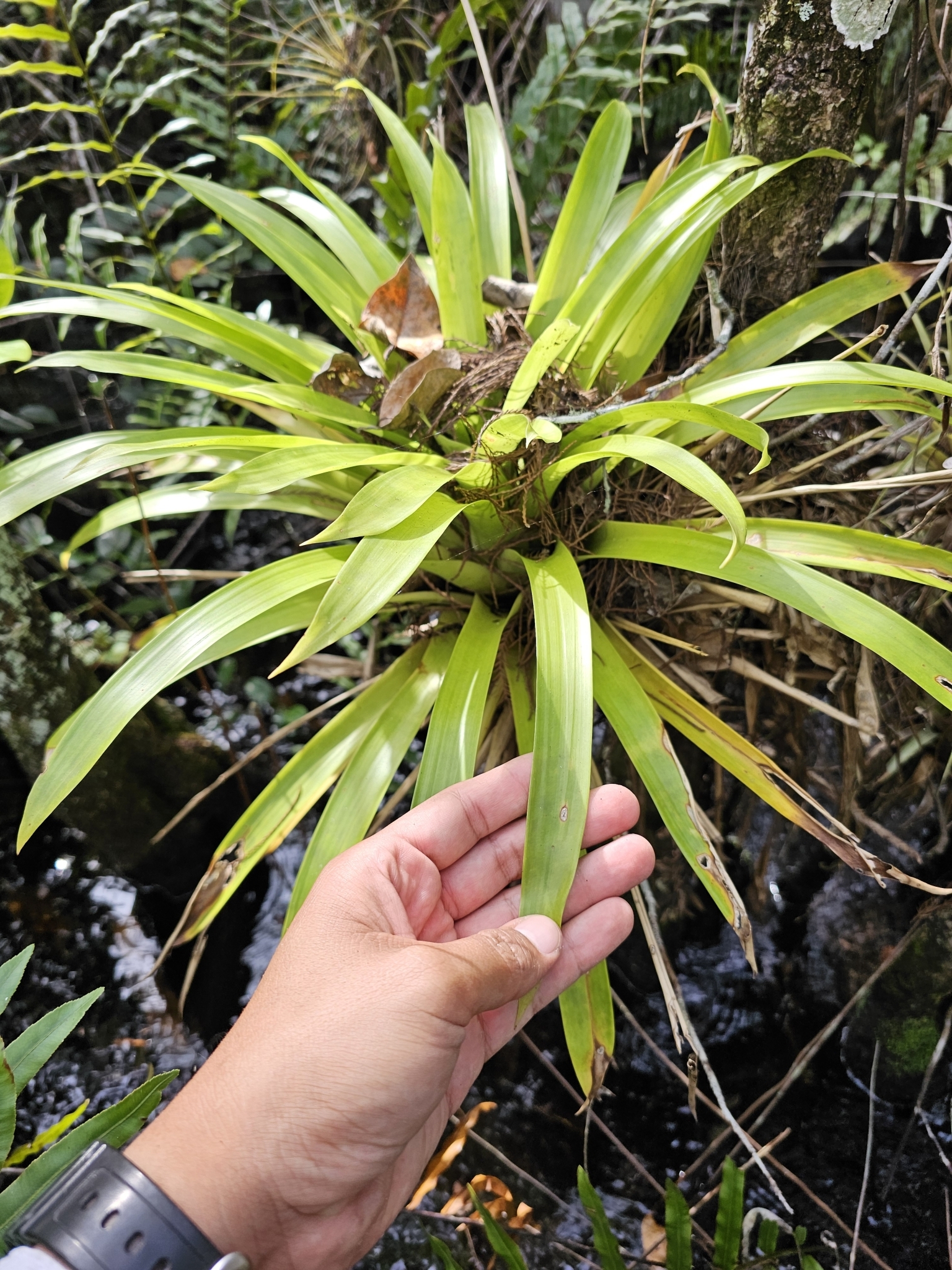 Imagem de Guzmania