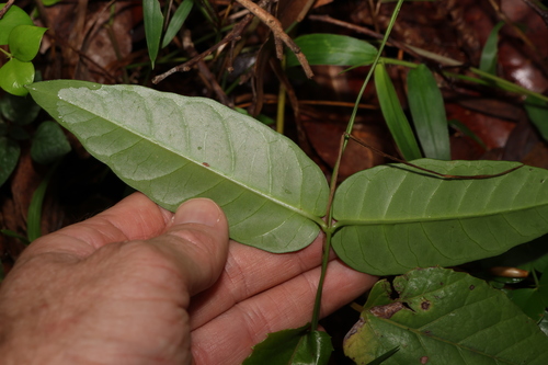 Image of Parsonsia lanceolata by (c) Greg Tasney, some rights reserved (CC BY-SA)