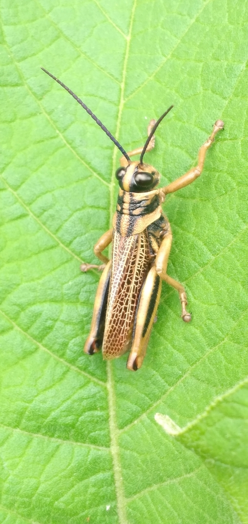 Diponthus crassus