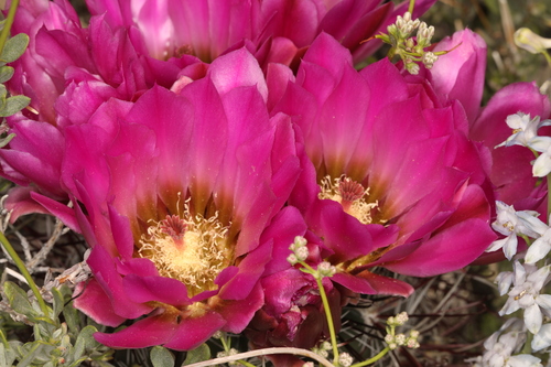 Sclerocactus polyancistrus