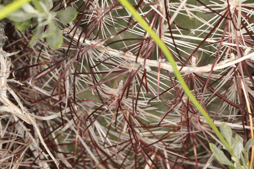 Sclerocactus polyancistrus