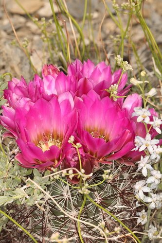 Sclerocactus polyancistrus