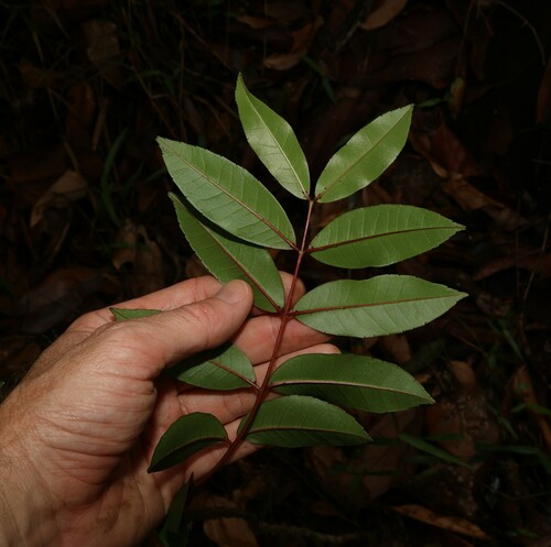 Image of Zanthoxylum brachyacanthum by (c) Greg Tasney, some rights reserved (CC BY-SA)