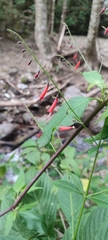 Red Flame Ivy (Chalarothyrsus)