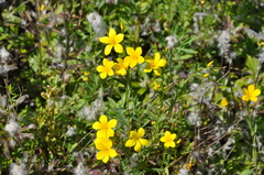 Linum flavum