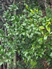 Myrtus communis — photo 2