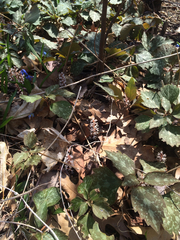 Pachysandra procumbens