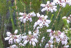 Erica verecunda
