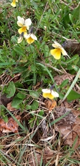 Viola lutea calaminaria