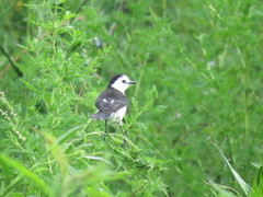 Fluvicola albiventer