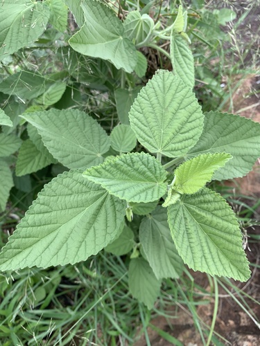 Foto de Malva Branca