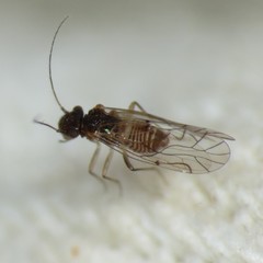 Lachesilla