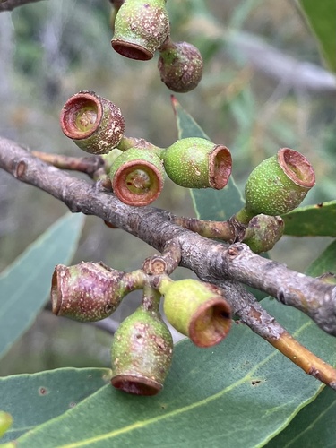 Eucalyptus dendromorpha, 2024-01-03