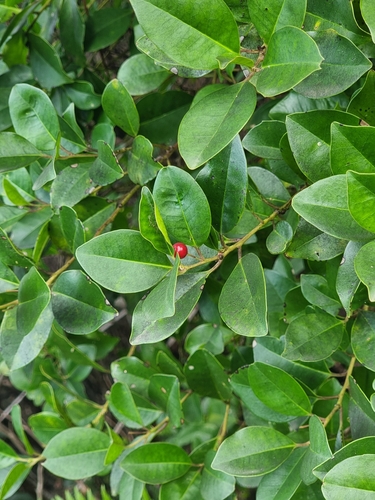 Small-leaved holly (Ilex canariensis)