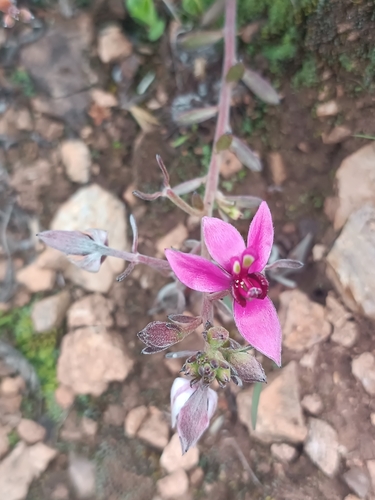 Image of Krameria lappacea by no rights reserved