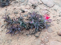 Castilleja scabrida