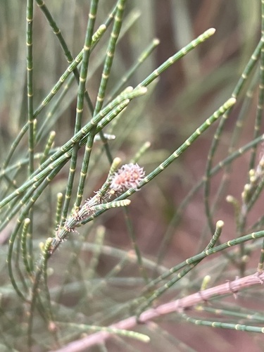 Foto de Casuarina