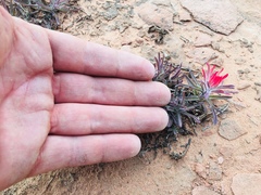 Castilleja scabrida