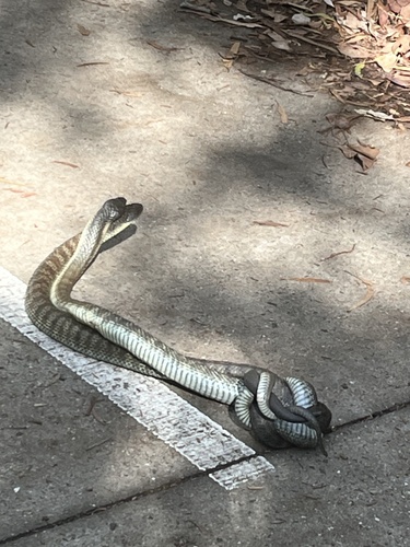 Tiger Snake sighting