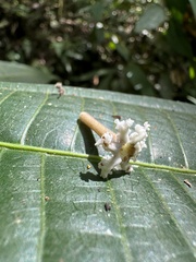 Tournefortia (Tournefortiopsis)