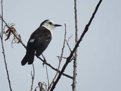 Fluvicola albiventer