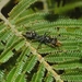 Myrmecia impaternata - Photo (c) Lee Georgeson, some rights reserved (CC BY-NC), uploaded by Lee Georgeson