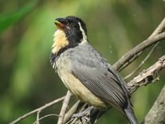 Golden-Billed Saltator photo 5