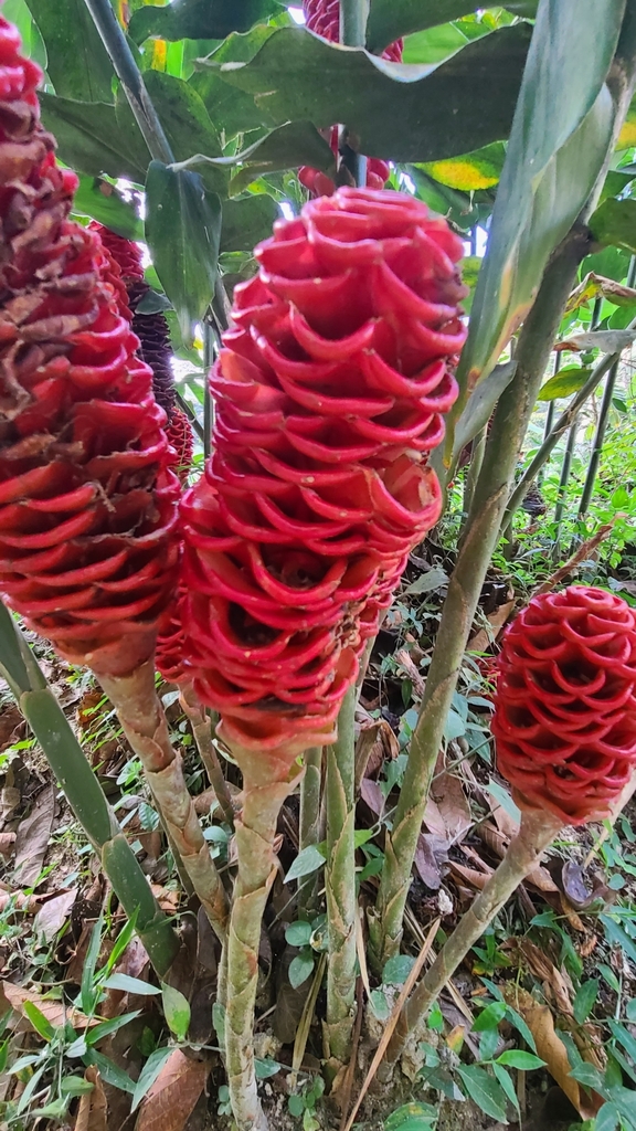 Foto de Gengibre-concha