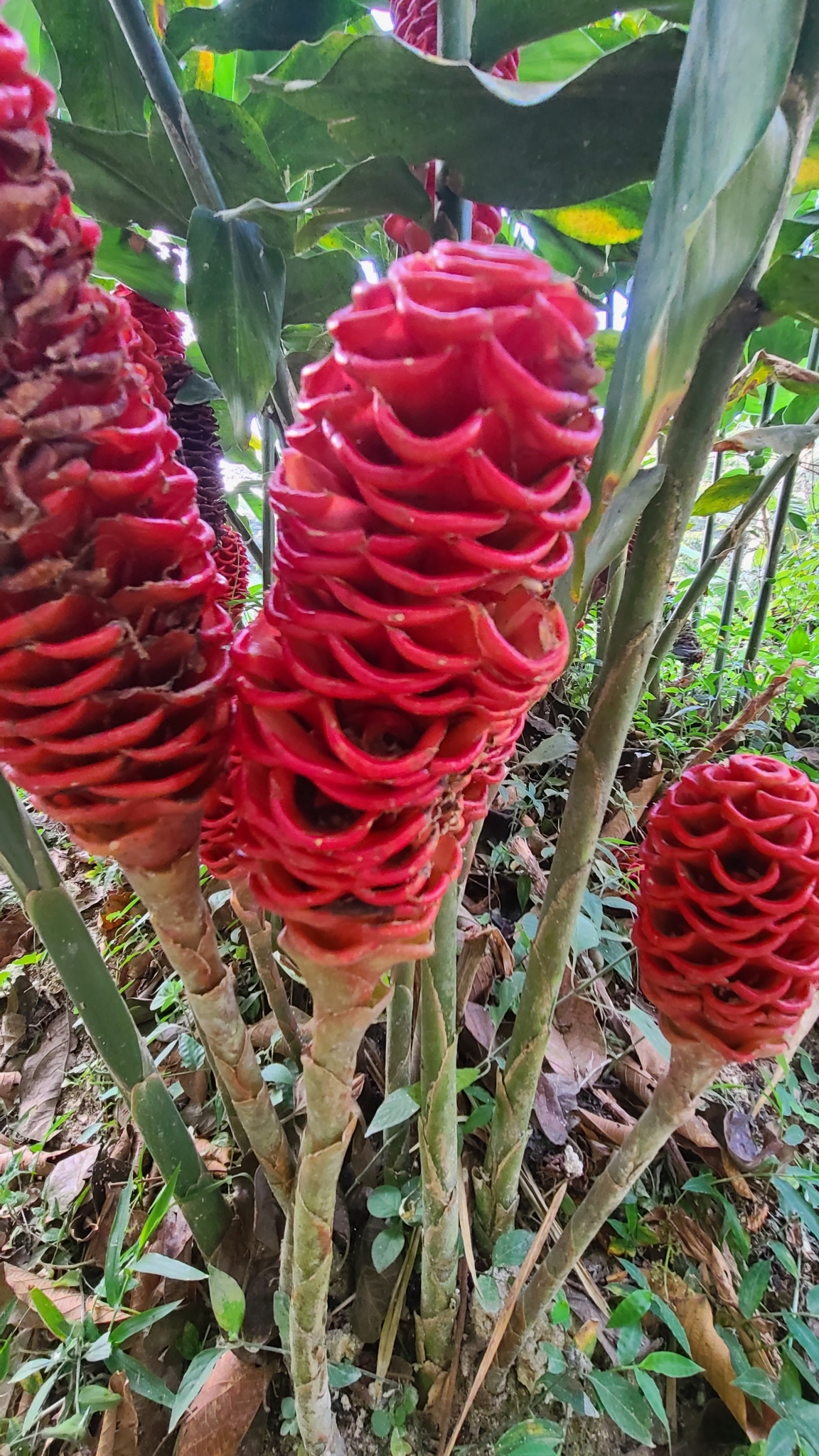 Imagem de Gengibre-concha