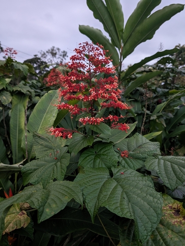 Foto de Pagode-chinês
