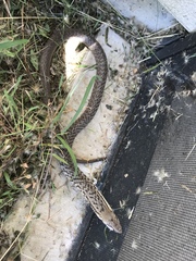 Cubophis cantherigerus