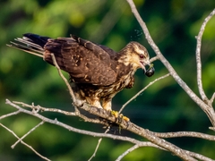 Snail Kite photo 6