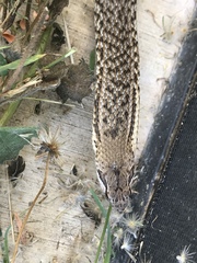 Cubophis cantherigerus