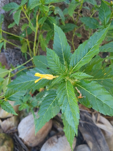 Foto de Chanana