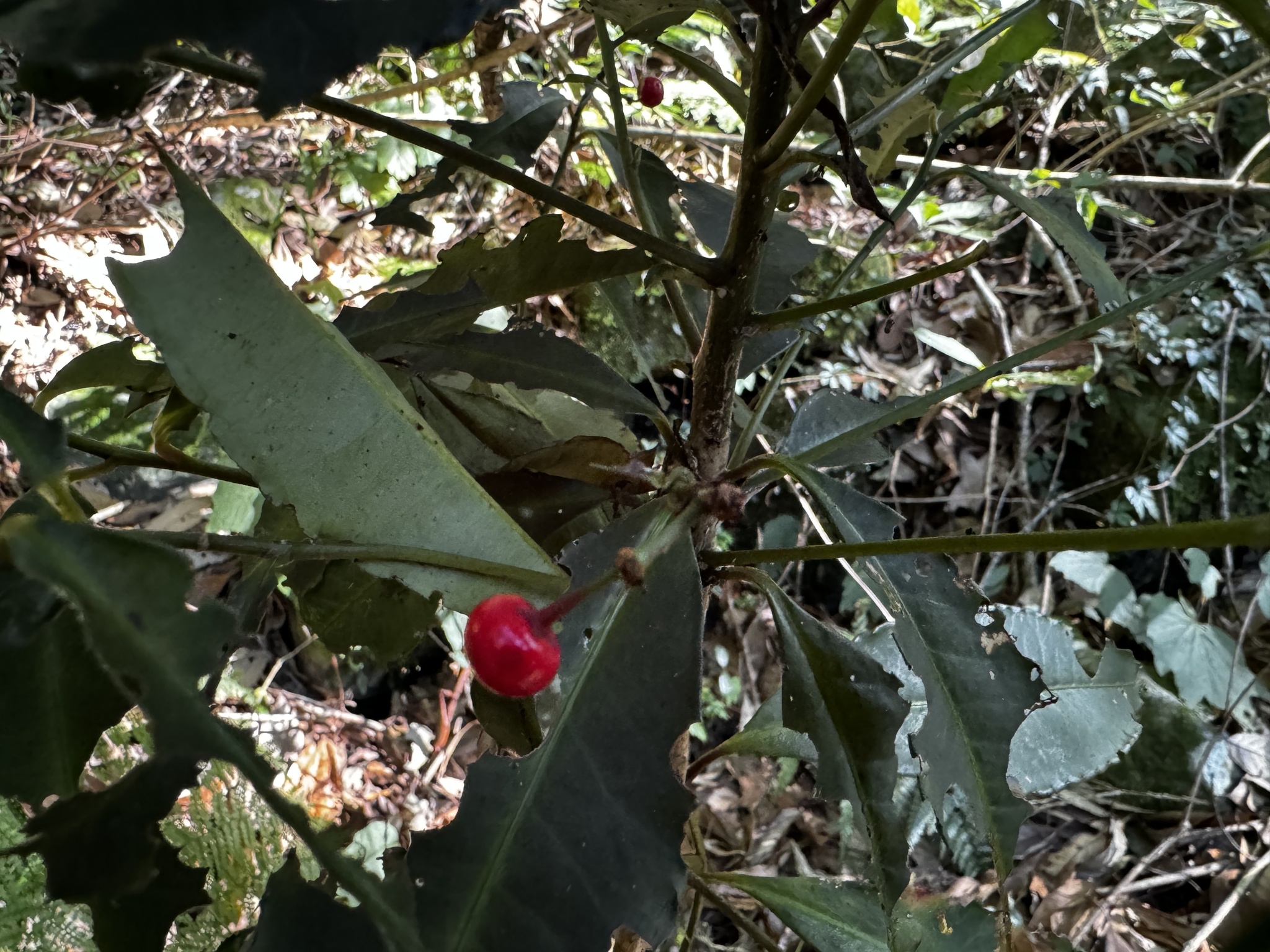 Imagem de Marlberry