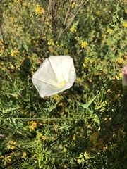 Calystegia macrostegia tenuifolia