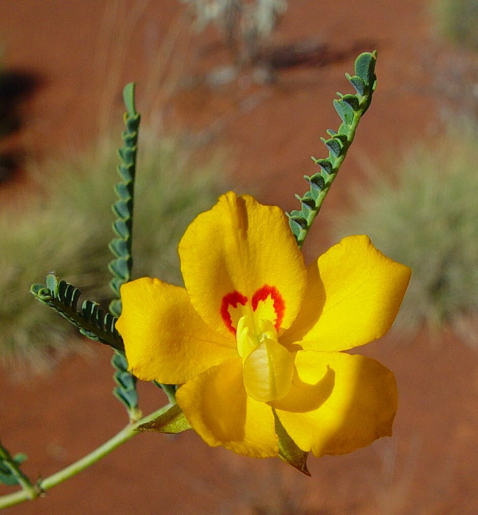 Cassia Butterfly Bush