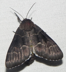 Panthea furcilla