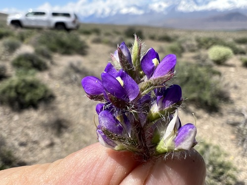 Image of Lupinus flavoculatus by (c) Steve Matson, some rights reserved (CC BY)
