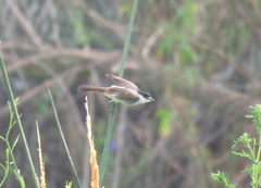 Xenopsaris albinucha