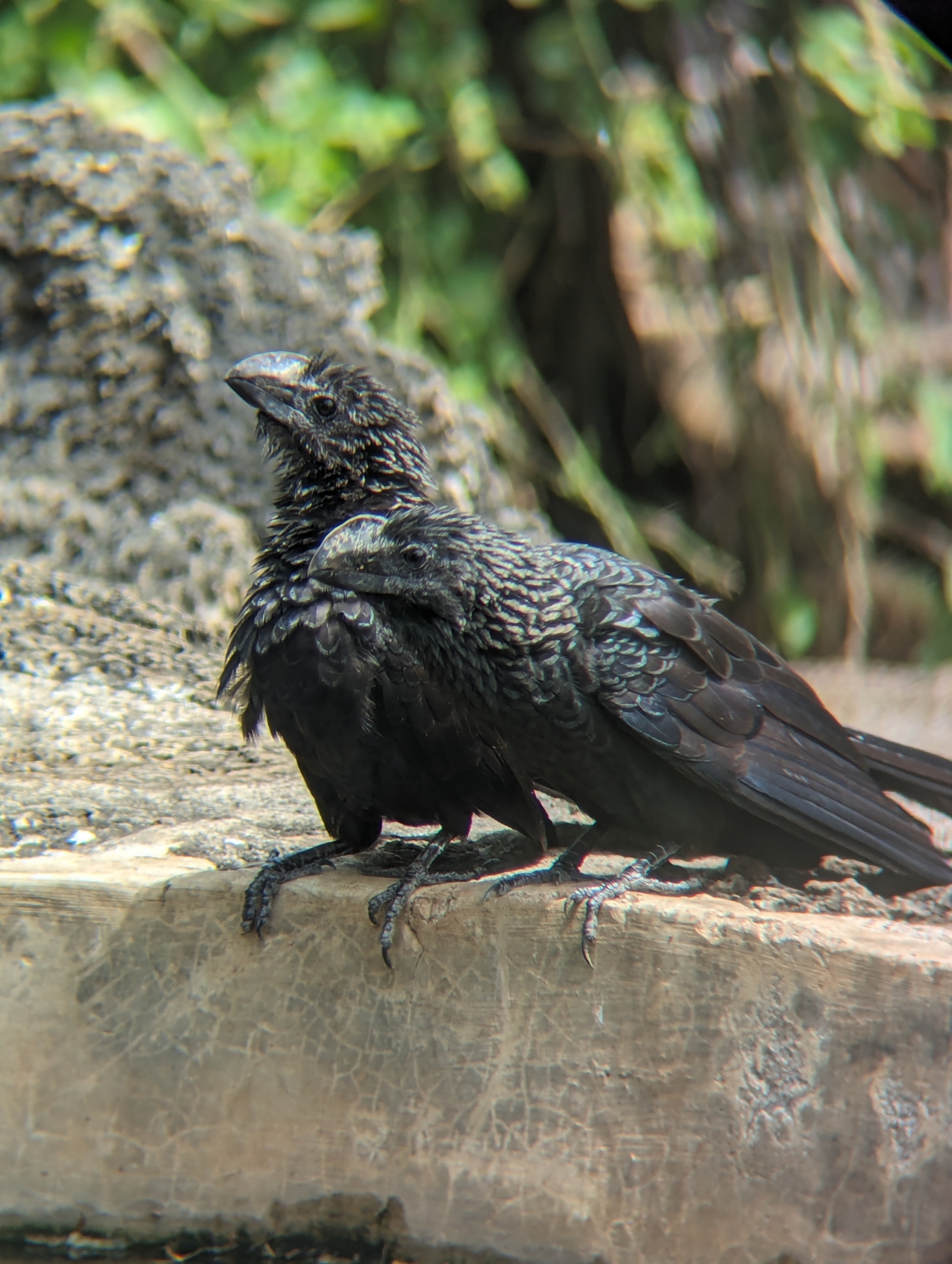 garrapatero pico liso, smooth-billed ani