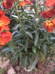 Erysimum × cheiri