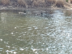 Branta canadensis