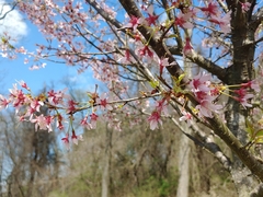 Prunus