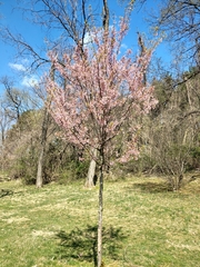 Prunus