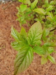 Ceanothus americanus