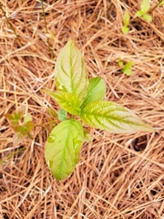 Ceanothus americanus
