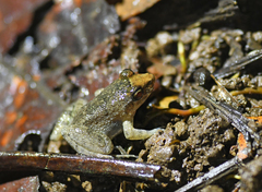 Leptodactylus discodactylus