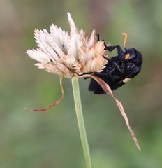 Cyperus niveus leucocephalus